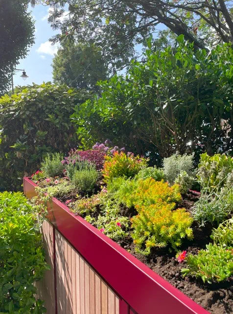 Detail of planted green roof on front garden bike and bin store featuring sedum, lavender, and thyme