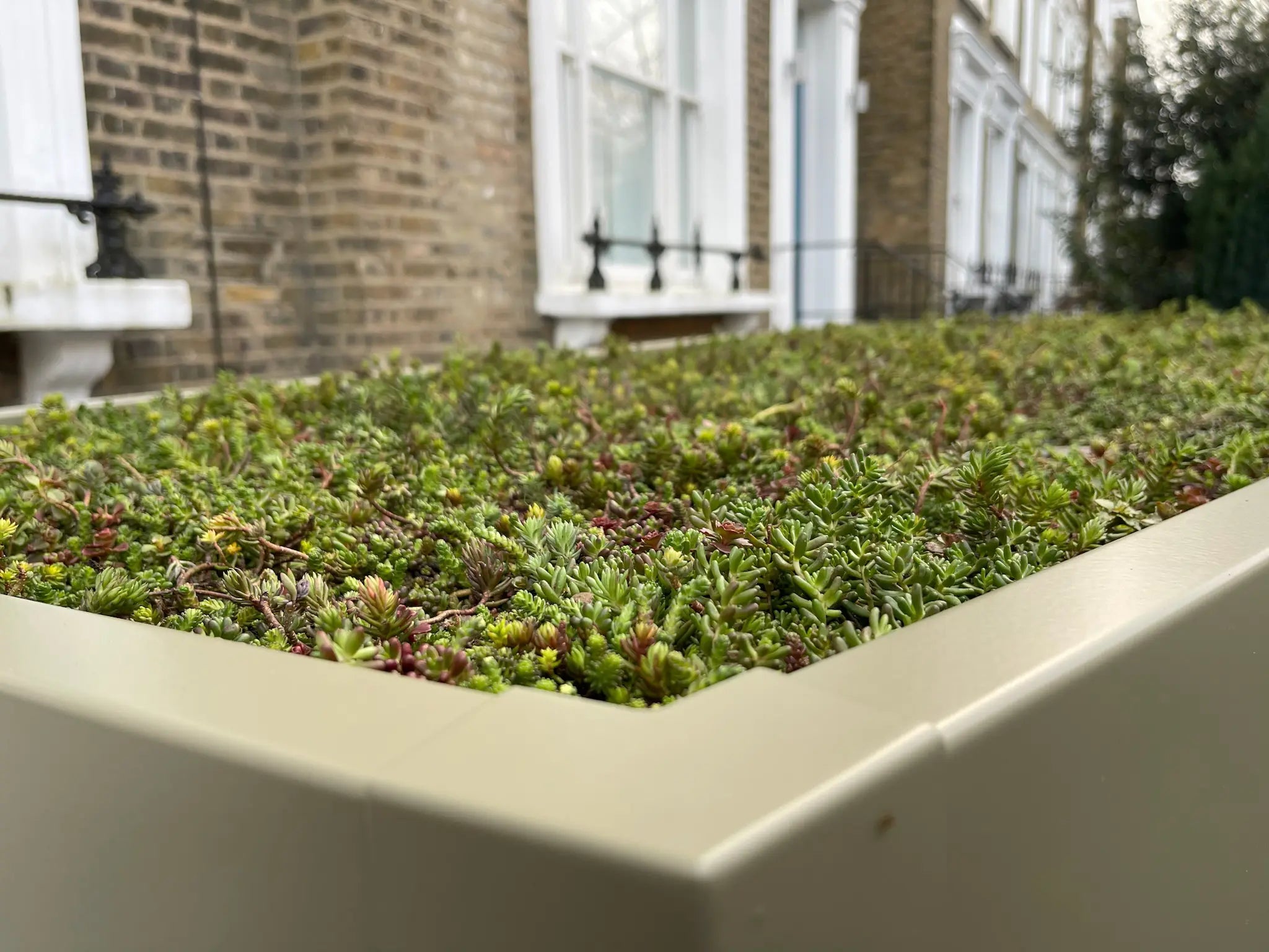 Close-up of the Verde shed’s extensive green roof with colour-matched metal fascia