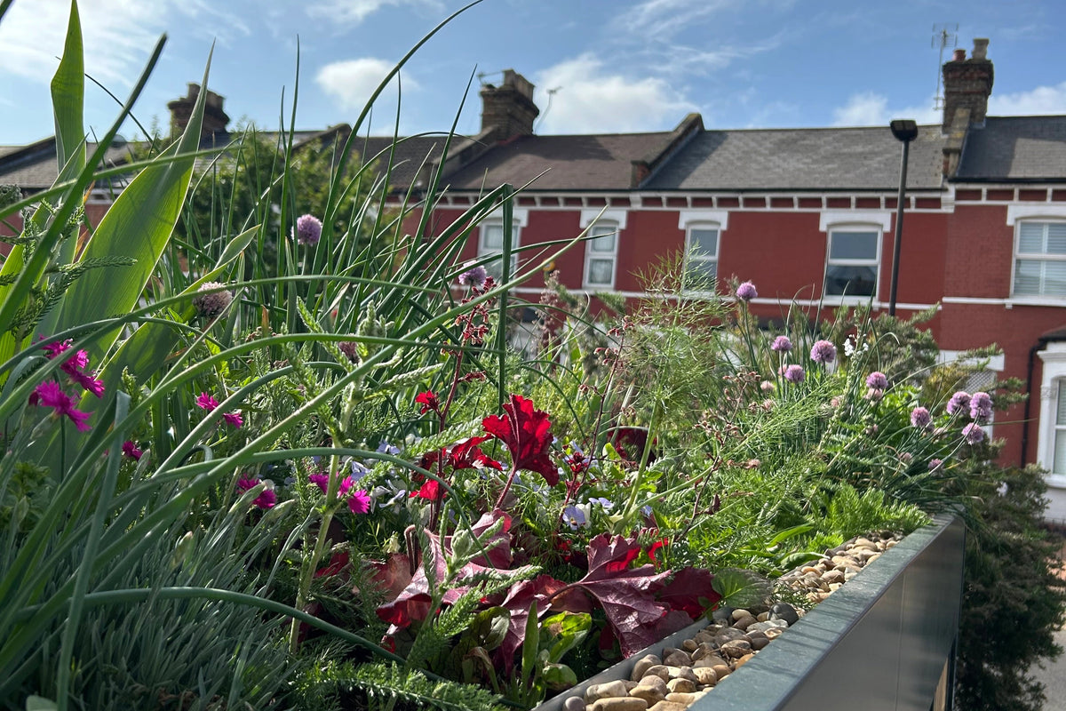 Close-up of bespoke Verde Line bike shed green roof featuring a mix of colourful and pollinator-friendly plants