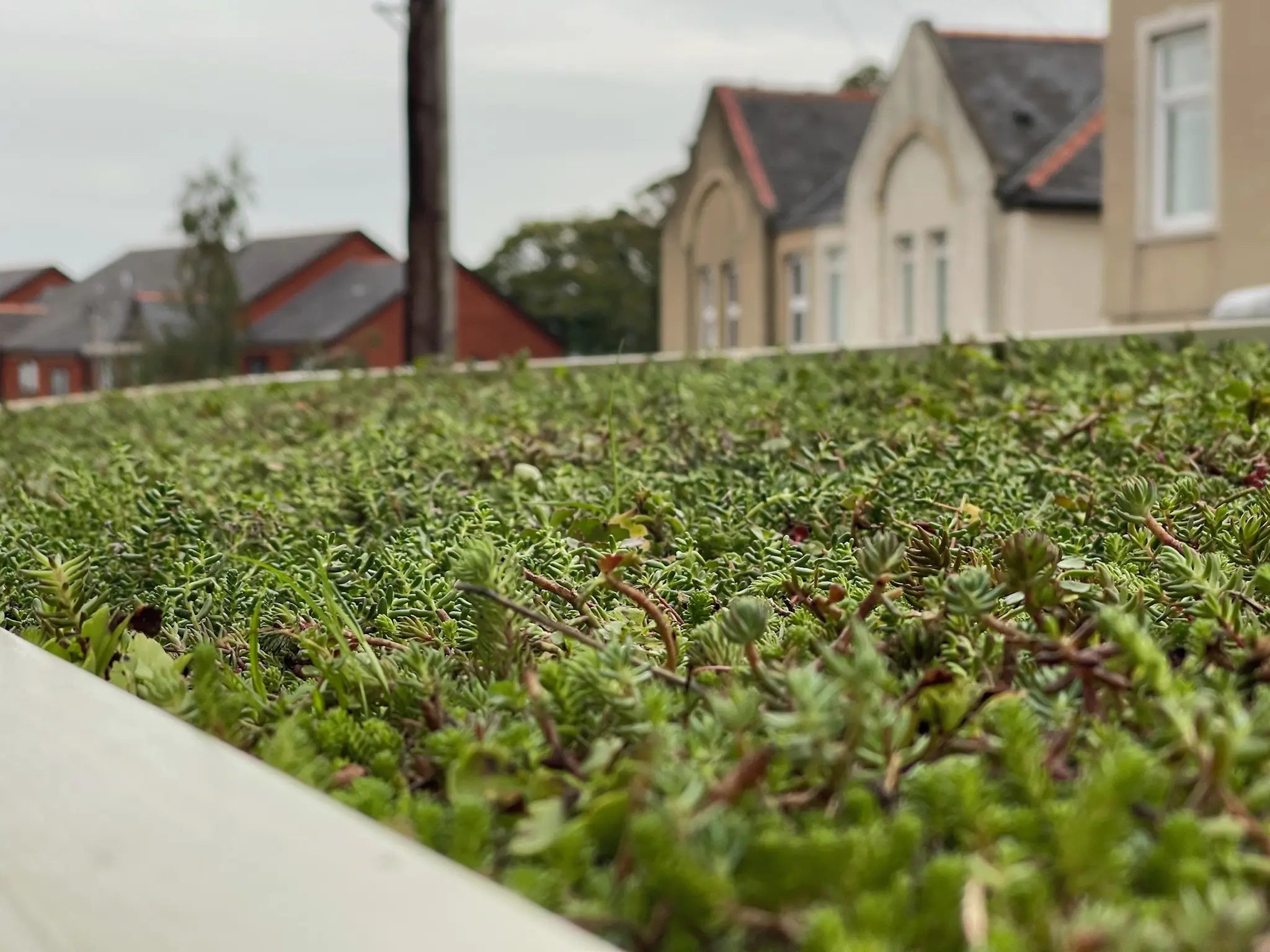 Close-up of Verde Plus roof showing extensive green roof designed to support biodiversity